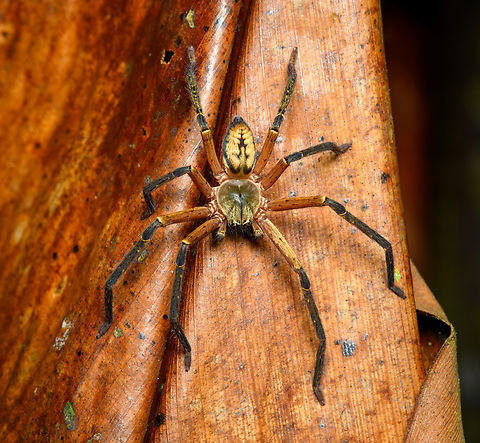 Sadala velox, Finca Heimatlos, Ecuador Another fashionable wandering spider (or huntsman spider). Ecuador,Ecuador 2021,Finca Heimatlos,Geotagged,Sadala velox,South America,Spring,World