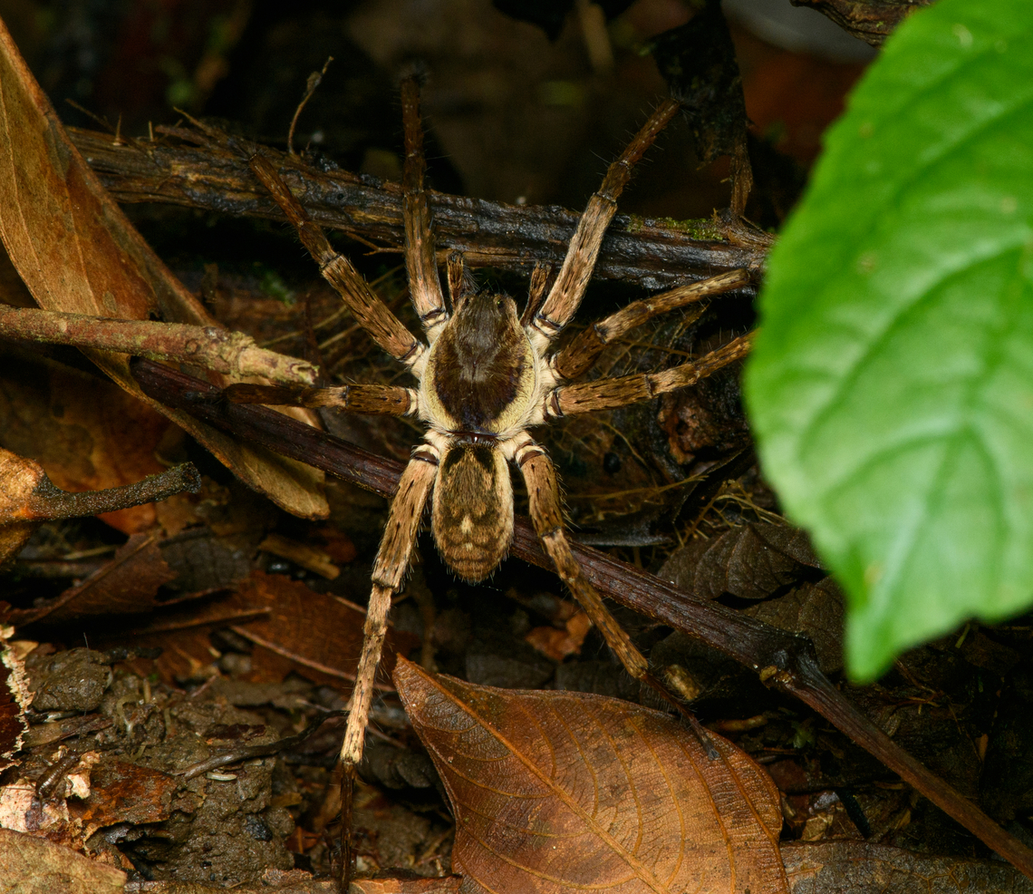 Wandering or Huntsman spider, Finca Heimatlos, Ecuador Ctenus (e.g. villasboasi) or Ancylometes, ID by Hubert H&ouml;fer. Ecuador,Ecuador 2021,Finca Heimatlos,Geotagged,South America,Spring,World