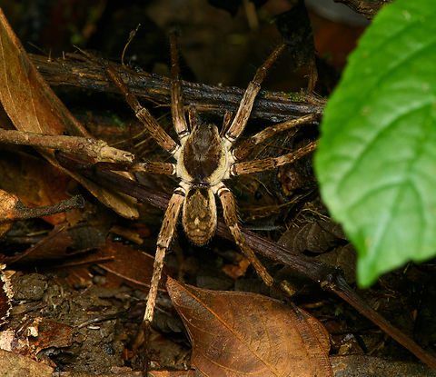 Wandering or Huntsman spider, Finca Heimatlos, Ecuador Ctenus (e.g. villasboasi) or Ancylometes, ID by Hubert Höfer. Ecuador,Ecuador 2021,Finca Heimatlos,Geotagged,South America,Spring,World