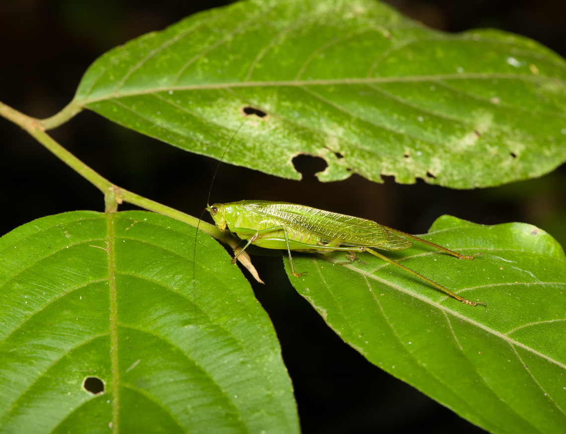 Green Katydid, Finca Heimatlos, Ecuador  Ecuador,Ecuador 2021,Finca Heimatlos,Geotagged,South America,Spring,World
