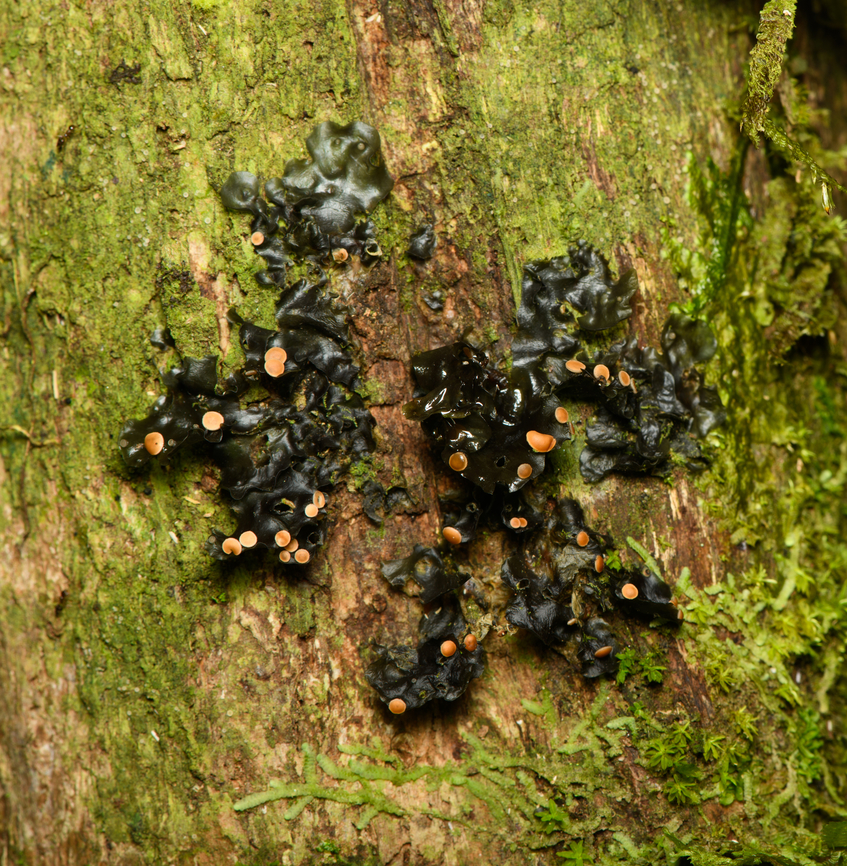 Black lichen on tree (Peltigera sp.?), Finca Heimatlos, Ecuador  Ecuador,Ecuador 2021,Finca Heimatlos,Geotagged,South America,Spring,World