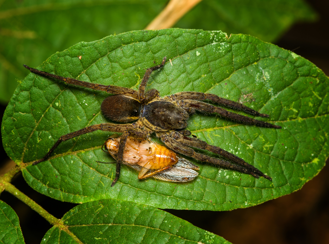 Ctenid spider protecting prey, Finca Heimatlos, Ecuador ID by Hubert H&ouml;fer.<br />
A night of spider violence.<br />
<figure class="photo"><a href="https://www.jungledragon.com/image/129492/ogre-faced_spider_feeding_on_cockroach_finca_heimatlos_ecuador.html" title="Ogre-faced Spider feeding on cockroach, Finca Heimatlos, Ecuador"><img src="https://s3.amazonaws.com/media.jungledragon.com/images/2/129492_thumb.jpg?AWSAccessKeyId=05GMT0V3GWVNE7GGM1R2&Expires=1769040010&Signature=z0SS2HJzW4hL%2B6WPd%2BqjeZRZzMU%3D" width="134" height="152" alt="Ogre-faced Spider feeding on cockroach, Finca Heimatlos, Ecuador Quite a gory scene.<br />
https://www.jungledragon.com/image/129491/ogre-faced_spider_feeding_on_cockroach_-_closeup_finca_heimatlos_ecuador.html Ecuador,Ecuador 2021,Finca Heimatlos,Geotagged,South America,Spring,World" /></a></figure><br />
<figure class="photo"><a href="https://www.jungledragon.com/image/129490/spider_feeding_on_moth_finca_heimatlos_ecuador.html" title="Spider feeding on moth, Finca Heimatlos, Ecuador"><img src="https://s3.amazonaws.com/media.jungledragon.com/images/2/129490_thumb.jpg?AWSAccessKeyId=05GMT0V3GWVNE7GGM1R2&Expires=1769040010&Signature=coaK6zcXh5DXh2decx5bNkoZsCk%3D" width="140" height="152" alt="Spider feeding on moth, Finca Heimatlos, Ecuador  Ecuador,Ecuador 2021,Finca Heimatlos,Geotagged,South America,Spring,World" /></a></figure> Ecuador,Ecuador 2021,Finca Heimatlos,Geotagged,South America,Spring,World