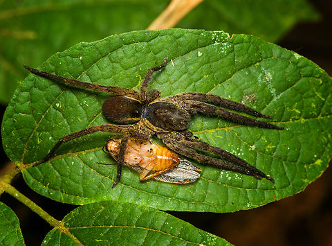 Ctenid spider protecting prey, Finca Heimatlos, Ecuador ID by Hubert H&ouml;fer.
A night of spider violence.
https://www.jungledragon.com/image/129492/ogre-faced_spider_feeding_on_cockroach_finca_heimatlos_ecuador.html
https://www.jungledragon.com/image/129490/spider_feeding_on_moth_finca_heimatlos_ecuador.html Ecuador,Ecuador 2021,Finca Heimatlos,Geotagged,South America,Spring,World