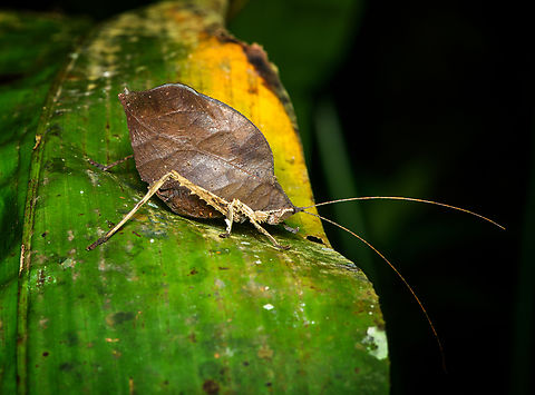 Typophyllum morrisi, Finca Heimatlos, Ecuador  Ecuador,Ecuador 2021,Finca Heimatlos,Geotagged,South America,Spring,Typophyllum morrisi,World