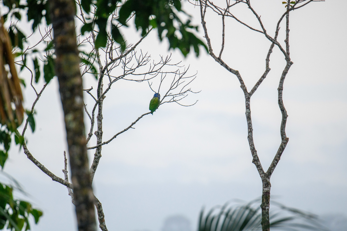 Blue-headed Parrot, Finca Heimatlos Poor remote shot, but posting it for the country registration. Blue-headed Parrot,Ecuador,Ecuador 2021,Finca Heimatlos,Geotagged,Pionus menstruus,South America,Spring,World