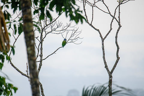 Blue-headed Parrot, Finca Heimatlos Poor remote shot, but posting it for the country registration. Blue-headed Parrot,Ecuador,Ecuador 2021,Finca Heimatlos,Geotagged,Pionus menstruus,South America,Spring,World