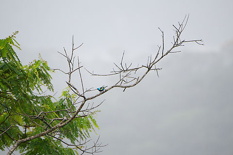 Blue-necked tanager, Finca Heimatlos, Ecuador  Blue-necked tanager,Ecuador,Ecuador 2021,Fall,Finca Heimatlos,Geotagged,South America,Spring,Tangara cyanicollis,World