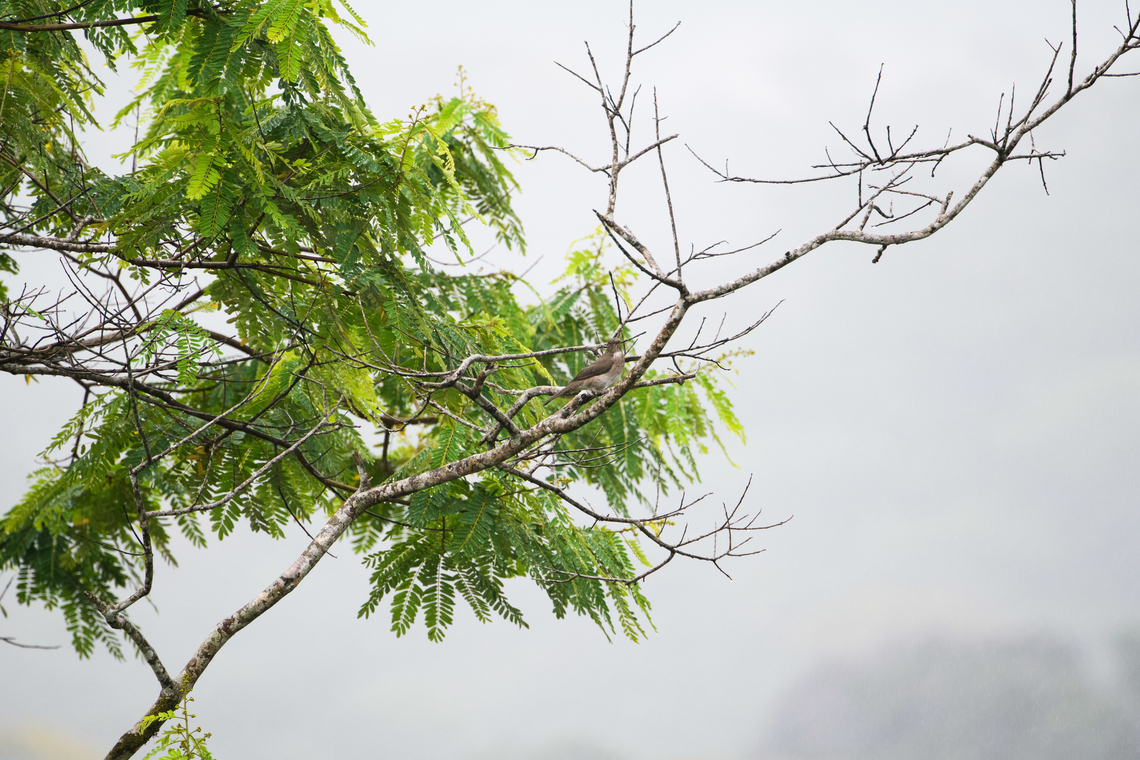 Black-billed thrush, Finca Heimatlos, Ecuador  Black-billed thrush,Ecuador,Ecuador 2021,Finca Heimatlos,Geotagged,South America,Spring,Turdus ignobilis,World