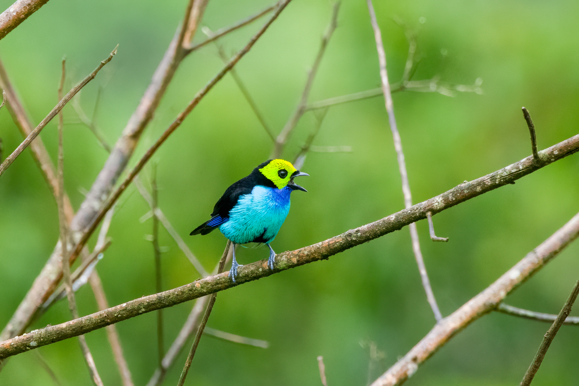 Paradise tanager, Finca Heimatlos, Ecuador No binoculars needed to spot this one. <br />
<figure class="photo"><a href="https://www.jungledragon.com/image/129579/paradise_tanager_-_2_finca_heimatlos_ecuador.html" title="Paradise tanager - 2, Finca Heimatlos, Ecuador"><img src="https://s3.amazonaws.com/media.jungledragon.com/images/2/129579_thumb.jpg?AWSAccessKeyId=05GMT0V3GWVNE7GGM1R2&Expires=1770854410&Signature=5ciG2sFuVZYHMF2CPT%2FRR9xUI9E%3D" width="102" height="152" alt="Paradise tanager - 2, Finca Heimatlos, Ecuador No binoculars needed to spot this one. <br />
https://www.jungledragon.com/image/129578/paradise_tanager_finca_heimatlos_ecuador.html<br />
https://www.jungledragon.com/image/129580/paradise_tanager_-_3_finca_heimatlos_ecuador.html<br />
https://www.jungledragon.com/image/129581/paradise_tanager_-_4_finca_heimatlos_ecuador.html Ecuador,Ecuador 2021,Finca Heimatlos,Geotagged,Paradise tanager,South America,Spring,Tangara chilensis,World" /></a></figure><br />
<figure class="photo"><a href="https://www.jungledragon.com/image/129580/paradise_tanager_-_3_finca_heimatlos_ecuador.html" title="Paradise tanager - 3, Finca Heimatlos, Ecuador"><img src="https://s3.amazonaws.com/media.jungledragon.com/images/2/129580_thumb.jpg?AWSAccessKeyId=05GMT0V3GWVNE7GGM1R2&Expires=1770854410&Signature=yCzOdEb45%2Br2DzN%2Fho8W8H7AxTY%3D" width="200" height="148" alt="Paradise tanager - 3, Finca Heimatlos, Ecuador No binoculars needed to spot this one. <br />
https://www.jungledragon.com/image/129578/paradise_tanager_finca_heimatlos_ecuador.html<br />
https://www.jungledragon.com/image/129579/paradise_tanager_-_2_finca_heimatlos_ecuador.html<br />
https://www.jungledragon.com/image/129581/paradise_tanager_-_4_finca_heimatlos_ecuador.html Ecuador,Ecuador 2021,Finca Heimatlos,Geotagged,Paradise tanager,South America,Spring,Tangara chilensis,World" /></a></figure><br />
<figure class="photo"><a href="https://www.jungledragon.com/image/129581/paradise_tanager_-_4_finca_heimatlos_ecuador.html" title="Paradise tanager - 4, Finca Heimatlos, Ecuador"><img src="https://s3.amazonaws.com/media.jungledragon.com/images/2/129581_thumb.jpg?AWSAccessKeyId=05GMT0V3GWVNE7GGM1R2&Expires=1770854410&Signature=n%2FLW65dpMRhxmEX5kfR8JVUklW0%3D" width="200" height="134" alt="Paradise tanager - 4, Finca Heimatlos, Ecuador No binoculars needed to spot this one. <br />
https://www.jungledragon.com/image/129578/paradise_tanager_finca_heimatlos_ecuador.html<br />
https://www.jungledragon.com/image/129579/paradise_tanager_-_2_finca_heimatlos_ecuador.html<br />
https://www.jungledragon.com/image/129580/paradise_tanager_-_3_finca_heimatlos_ecuador.html Ecuador,Ecuador 2021,Finca Heimatlos,Geotagged,Paradise tanager,South America,Spring,Tangara chilensis,World" /></a></figure> Ecuador,Ecuador 2021,Finca Heimatlos,Geotagged,Paradise tanager,South America,Spring,Tangara chilensis,World