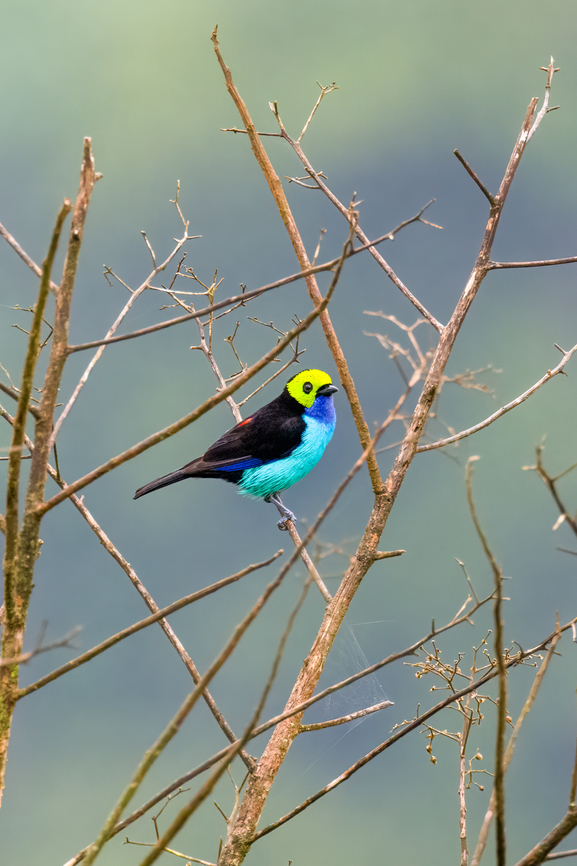 Paradise tanager - 2, Finca Heimatlos, Ecuador No binoculars needed to spot this one. <br />
<figure class="photo"><a href="https://www.jungledragon.com/image/129578/paradise_tanager_finca_heimatlos_ecuador.html" title="Paradise tanager, Finca Heimatlos, Ecuador"><img src="https://s3.amazonaws.com/media.jungledragon.com/images/2/129578_thumb.jpg?AWSAccessKeyId=05GMT0V3GWVNE7GGM1R2&Expires=1769040010&Signature=zQ1A8o1K6n5nJ2pwZCqU1tfwFs0%3D" width="200" height="134" alt="Paradise tanager, Finca Heimatlos, Ecuador No binoculars needed to spot this one. <br />
https://www.jungledragon.com/image/129579/paradise_tanager_-_2_finca_heimatlos_ecuador.html<br />
https://www.jungledragon.com/image/129580/paradise_tanager_-_3_finca_heimatlos_ecuador.html<br />
https://www.jungledragon.com/image/129581/paradise_tanager_-_4_finca_heimatlos_ecuador.html Ecuador,Ecuador 2021,Finca Heimatlos,Geotagged,Paradise tanager,South America,Spring,Tangara chilensis,World" /></a></figure><br />
<figure class="photo"><a href="https://www.jungledragon.com/image/129580/paradise_tanager_-_3_finca_heimatlos_ecuador.html" title="Paradise tanager - 3, Finca Heimatlos, Ecuador"><img src="https://s3.amazonaws.com/media.jungledragon.com/images/2/129580_thumb.jpg?AWSAccessKeyId=05GMT0V3GWVNE7GGM1R2&Expires=1769040010&Signature=Wsm4I6mR9rxyLR%2BgJWghVjzVFNE%3D" width="200" height="148" alt="Paradise tanager - 3, Finca Heimatlos, Ecuador No binoculars needed to spot this one. <br />
https://www.jungledragon.com/image/129578/paradise_tanager_finca_heimatlos_ecuador.html<br />
https://www.jungledragon.com/image/129579/paradise_tanager_-_2_finca_heimatlos_ecuador.html<br />
https://www.jungledragon.com/image/129581/paradise_tanager_-_4_finca_heimatlos_ecuador.html Ecuador,Ecuador 2021,Finca Heimatlos,Geotagged,Paradise tanager,South America,Spring,Tangara chilensis,World" /></a></figure><br />
<figure class="photo"><a href="https://www.jungledragon.com/image/129581/paradise_tanager_-_4_finca_heimatlos_ecuador.html" title="Paradise tanager - 4, Finca Heimatlos, Ecuador"><img src="https://s3.amazonaws.com/media.jungledragon.com/images/2/129581_thumb.jpg?AWSAccessKeyId=05GMT0V3GWVNE7GGM1R2&Expires=1769040010&Signature=h8ewkzj3RQTVIf6palnhpB4E%2F%2BE%3D" width="200" height="134" alt="Paradise tanager - 4, Finca Heimatlos, Ecuador No binoculars needed to spot this one. <br />
https://www.jungledragon.com/image/129578/paradise_tanager_finca_heimatlos_ecuador.html<br />
https://www.jungledragon.com/image/129579/paradise_tanager_-_2_finca_heimatlos_ecuador.html<br />
https://www.jungledragon.com/image/129580/paradise_tanager_-_3_finca_heimatlos_ecuador.html Ecuador,Ecuador 2021,Finca Heimatlos,Geotagged,Paradise tanager,South America,Spring,Tangara chilensis,World" /></a></figure> Ecuador,Ecuador 2021,Finca Heimatlos,Geotagged,Paradise tanager,South America,Spring,Tangara chilensis,World