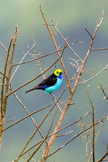 Paradise tanager - 2, Finca Heimatlos, Ecuador No binoculars needed to spot this one. 
https://www.jungledragon.com/image/129578/paradise_tanager_finca_heimatlos_ecuador.html
https://www.jungledragon.com/image/129580/paradise_tanager_-_3_finca_heimatlos_ecuador.html
https://www.jungledragon.com/image/129581/paradise_tanager_-_4_finca_heimatlos_ecuador.html Ecuador,Ecuador 2021,Finca Heimatlos,Geotagged,Paradise tanager,South America,Spring,Tangara chilensis,World