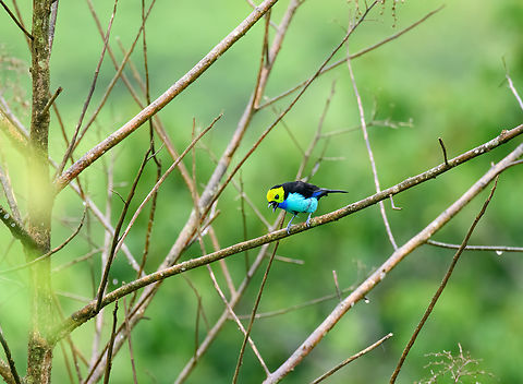 Paradise tanager - 3, Finca Heimatlos, Ecuador No binoculars needed to spot this one. 
https://www.jungledragon.com/image/129578/paradise_tanager_finca_heimatlos_ecuador.html
https://www.jungledragon.com/image/129579/paradise_tanager_-_2_finca_heimatlos_ecuador.html
https://www.jungledragon.com/image/129581/paradise_tanager_-_4_finca_heimatlos_ecuador.html Ecuador,Ecuador 2021,Finca Heimatlos,Geotagged,Paradise tanager,South America,Spring,Tangara chilensis,World