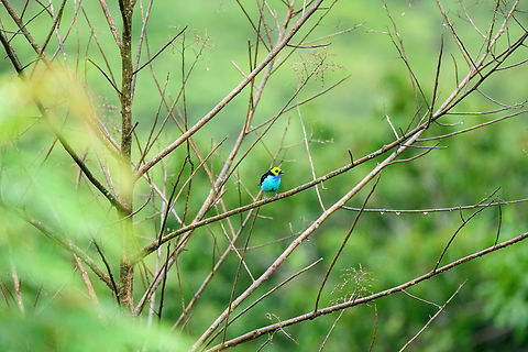 Paradise tanager - 4, Finca Heimatlos, Ecuador No binoculars needed to spot this one. 
https://www.jungledragon.com/image/129578/paradise_tanager_finca_heimatlos_ecuador.html
https://www.jungledragon.com/image/129579/paradise_tanager_-_2_finca_heimatlos_ecuador.html
https://www.jungledragon.com/image/129580/paradise_tanager_-_3_finca_heimatlos_ecuador.html Ecuador,Ecuador 2021,Finca Heimatlos,Geotagged,Paradise tanager,South America,Spring,Tangara chilensis,World