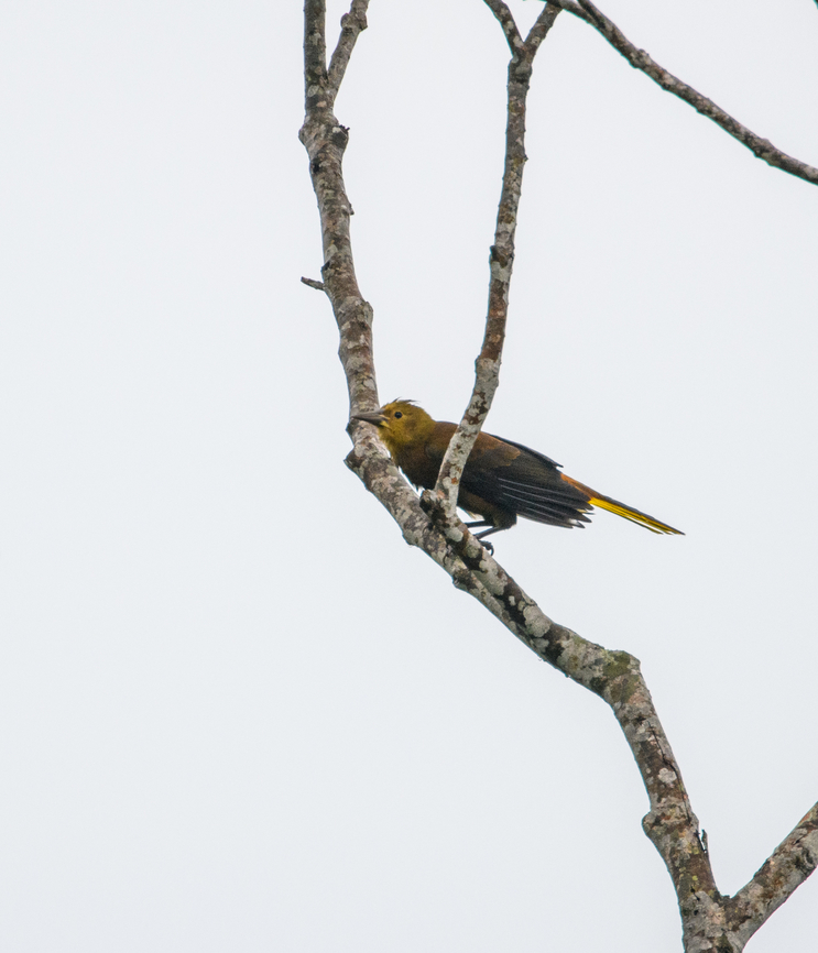 Russet-backed oropendola, Finca Heimatlos, Ecuador Not 100% sure about the species ID, will get it verified. Ecuador,Ecuador 2021,Finca Heimatlos,Geotagged,Psarocolius angustifrons,Russet-backed oropendola,South America,Spring,World