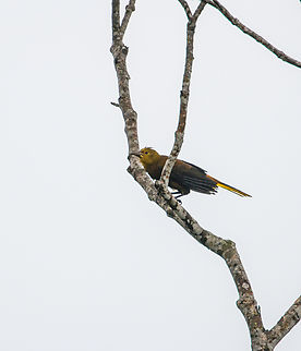 Russet-backed oropendola, Finca Heimatlos, Ecuador Not 100% sure about the species ID, will get it verified. Ecuador,Ecuador 2021,Finca Heimatlos,Geotagged,Psarocolius angustifrons,Russet-backed oropendola,South America,Spring,World