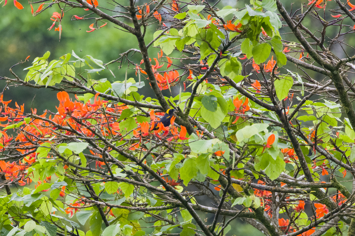 Moriche oriole, Finca Heimatlos, Ecuador Very poor shot, sorry! Ecuador,Ecuador 2021,Finca Heimatlos,Geotagged,Icterus cayanensis chrysocephalus,Moriche oriole,South America,Spring,World