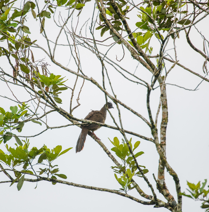 Speckled chachalaca, Finca Heimatlos, Ecuador  Ecuador,Ecuador 2021,Finca Heimatlos,Geotagged,Ortalis guttata,South America,Speckled chachalaca,Spring,World