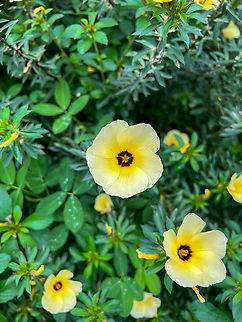 Cuban Buttercup - flower, Finca Heimatlos, Ecuador Cultivated.
https://www.jungledragon.com/image/129596/cuban_buttercup_finca_heimatlos_ecuador.html Cuban Buttercup,Ecuador,Ecuador 2021,Finca Heimatlos,Geotagged,South America,Spring,Turnera subulata,World