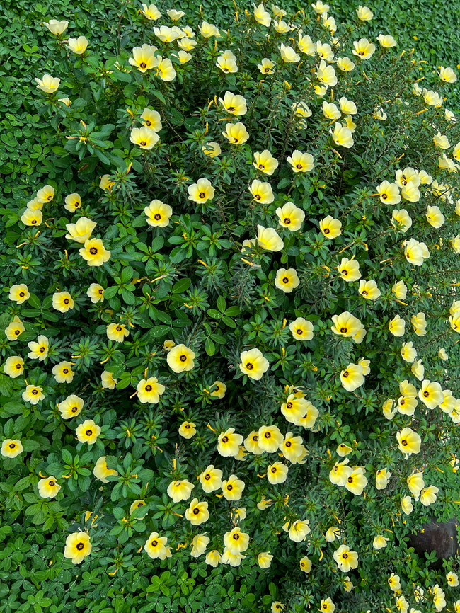 Cuban Buttercup, Finca Heimatlos, Ecuador Cultivated.<br />
<figure class="photo"><a href="https://www.jungledragon.com/image/129595/cuban_buttercup_-_flower_finca_heimatlos_ecuador.html" title="Cuban Buttercup - flower, Finca Heimatlos, Ecuador"><img src="https://s3.amazonaws.com/media.jungledragon.com/images/2/129595_thumb.jpg?AWSAccessKeyId=05GMT0V3GWVNE7GGM1R2&Expires=1759968010&Signature=JV%2FcuwgsG3lwp7JuUUfrCLb0hjY%3D" width="114" height="152" alt="Cuban Buttercup - flower, Finca Heimatlos, Ecuador Cultivated.<br />
https://www.jungledragon.com/image/129596/cuban_buttercup_finca_heimatlos_ecuador.html Cuban Buttercup,Ecuador,Ecuador 2021,Finca Heimatlos,Geotagged,South America,Spring,Turnera subulata,World" /></a></figure> Cuban Buttercup,Ecuador,Ecuador 2021,Finca Heimatlos,Geotagged,South America,Spring,Turnera subulata,World