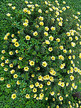 Cuban Buttercup, Finca Heimatlos, Ecuador Cultivated.<br />
https://www.jungledragon.com/image/129595/cuban_buttercup_-_flower_finca_heimatlos_ecuador.html Cuban Buttercup,Ecuador,Ecuador 2021,Finca Heimatlos,Geotagged,South America,Spring,Turnera subulata,World