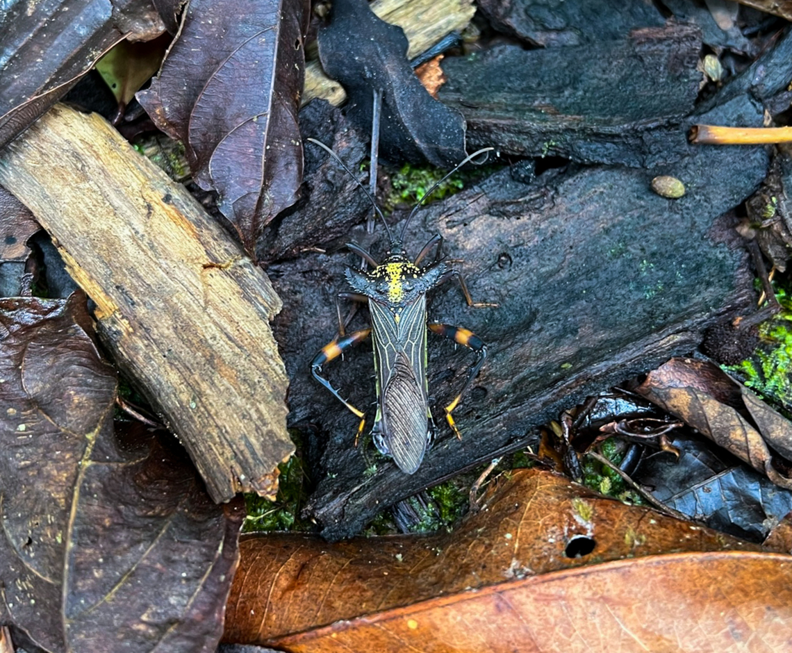 Acocopus verrucifer, Finca Heimatlos, Ecuador <figure class="photo"><a href="https://www.jungledragon.com/image/129598/acocopus_verrucifer_-_side_view_finca_heimatlos_ecuador.html" title="Acocopus verrucifer - side view, Finca Heimatlos, Ecuador"><img src="https://s3.amazonaws.com/media.jungledragon.com/images/2/129598_thumb.jpg?AWSAccessKeyId=05GMT0V3GWVNE7GGM1R2&Expires=1759968010&Signature=F1bsIyTRqKPaM541%2FEEyxL%2BYeI8%3D" width="200" height="150" alt="Acocopus verrucifer - side view, Finca Heimatlos, Ecuador https://www.jungledragon.com/image/129597/acocopus_verrucifer_finca_heimatlos_ecuador.html Acocopus verrucifer,Ecuador,Ecuador 2021,Finca Heimatlos,Geotagged,South America,Spring,World" /></a></figure> Acocopus verrucifer,Ecuador,Ecuador 2021,Finca Heimatlos,Geotagged,South America,Spring,World