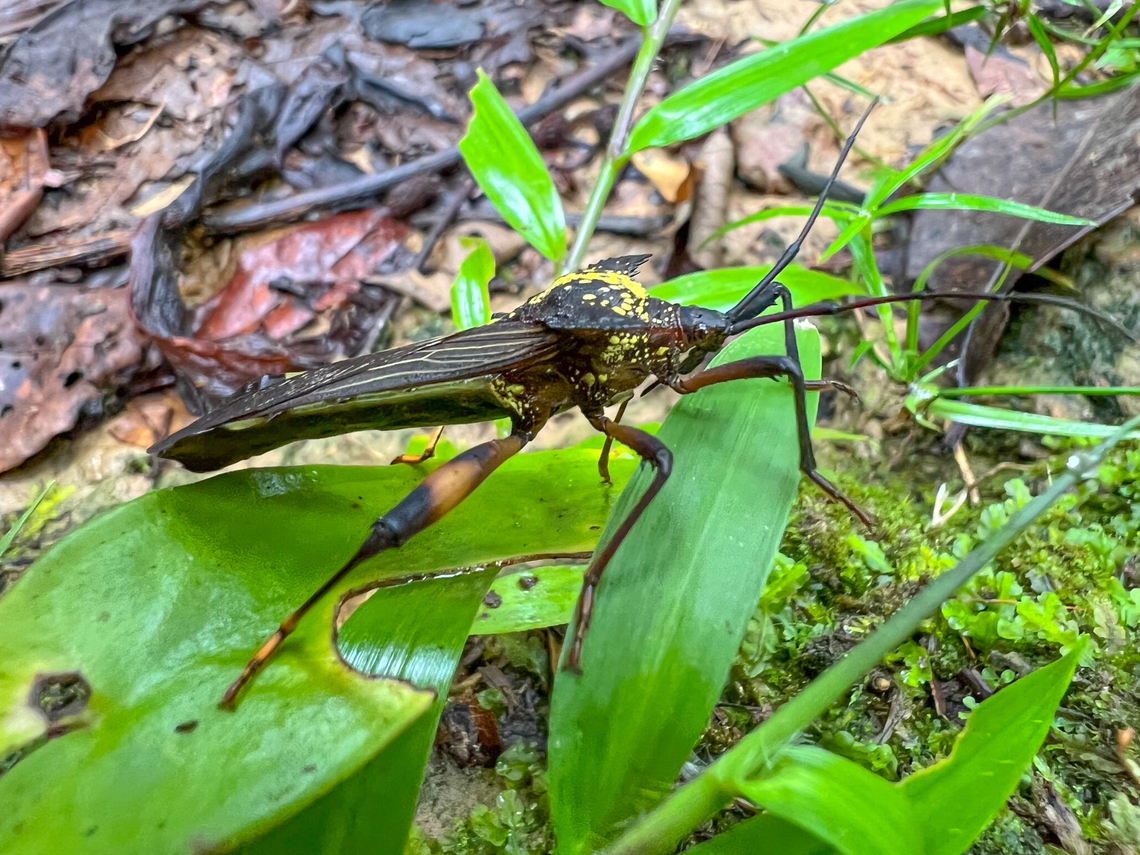 Acocopus verrucifer - side view, Finca Heimatlos, Ecuador <figure class="photo"><a href="https://www.jungledragon.com/image/129597/acocopus_verrucifer_finca_heimatlos_ecuador.html" title="Acocopus verrucifer, Finca Heimatlos, Ecuador"><img src="https://s3.amazonaws.com/media.jungledragon.com/images/2/129597_thumb.jpg?AWSAccessKeyId=05GMT0V3GWVNE7GGM1R2&Expires=1769040010&Signature=fX3wLUmgi619w9BXcdk8rBeYroA%3D" width="200" height="166" alt="Acocopus verrucifer, Finca Heimatlos, Ecuador https://www.jungledragon.com/image/129598/acocopus_verrucifer_-_side_view_finca_heimatlos_ecuador.html Acocopus verrucifer,Ecuador,Ecuador 2021,Finca Heimatlos,Geotagged,South America,Spring,World" /></a></figure> Acocopus verrucifer,Ecuador,Ecuador 2021,Finca Heimatlos,Geotagged,South America,Spring,World