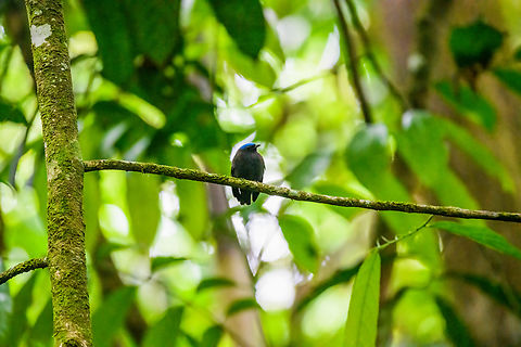 Blue-crowned manakin, Finca Heimatlos, Ecuador  Blue-crowned manakin,Ecuador,Ecuador 2021,Finca Heimatlos,Geotagged,Lepidothrix coronata,South America,Spring,World