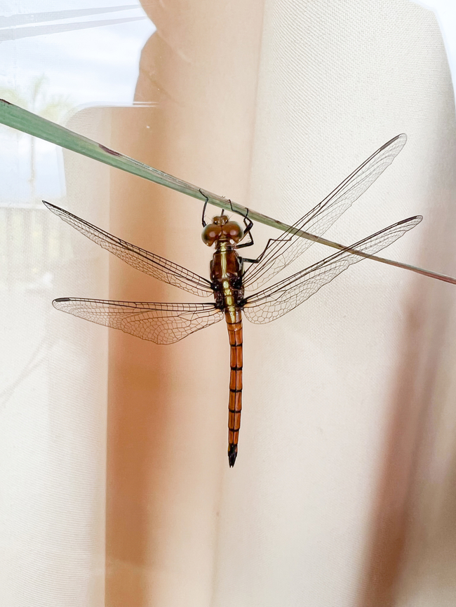 Dragonfly, Finca Heimatlos, Ecuador No luck with the ID yet. Ecuador,Ecuador 2021,Finca Heimatlos,Geotagged,South America,Spring,World