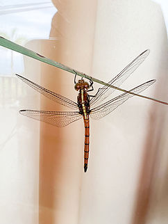 Dragonfly, Finca Heimatlos, Ecuador No luck with the ID yet. Ecuador,Ecuador 2021,Finca Heimatlos,Geotagged,South America,Spring,World