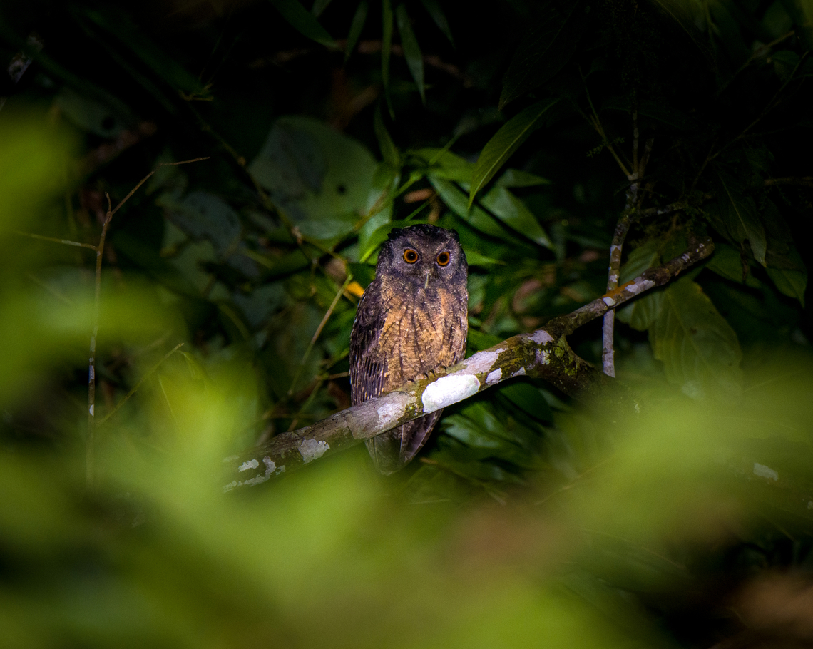 Rufescent screech owl, Finca Heimatlos, Ecuador  Ecuador,Ecuador 2021,Finca Heimatlos,Geotagged,Megascops ingens,Rufescent screech owl,South America,Spring,World