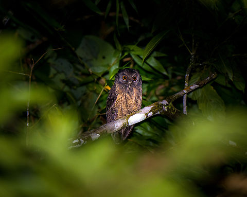 Rufescent screech owl, Finca Heimatlos, Ecuador  Ecuador,Ecuador 2021,Finca Heimatlos,Geotagged,Megascops ingens,Rufescent screech owl,South America,Spring,World