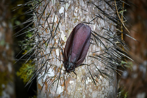 Megaloblatta blaberoides, Finca Heimatlos, Ecuador Concluding our Finca Heimatlos stay with one of the largest cockroaches in the world. This individual is probably around 8 cm, whereas its sibling Megaloblatta longipennis is formally recognized by the Guinness Book of Records as the largest, usually being around 10 cm.

Sometimes, the Madagascar Hissing Cockroach is considered to be the largest, but this has been based on exceptionally large individuals, rather than their typical size. Yet others take the insect's weight or wingspan into account to determine the largest.

In any case, it's large! These species are not often seen as they typically forage high up in the canopy. In the below video you can get an idea of its size:
https://www.youtube.com/watch?v=cOGbbLV9iLA Ecuador,Ecuador 2021,Finca Heimatlos,Geotagged,Megaloblatta blaberoides,South America,Spring,World