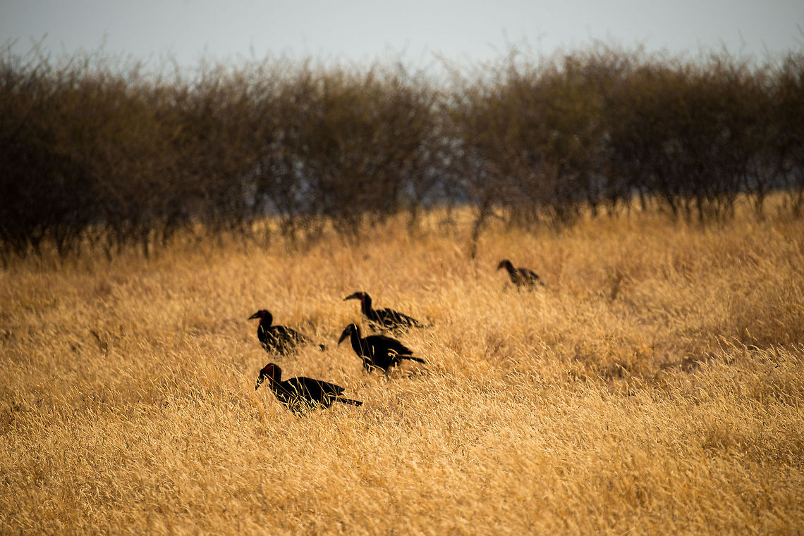 Southern Ground Hornbills on the hunt At first I wasn&#039;t too happy with how dark they turned out, but now I&#039;m thinking I like the abstraction.  Africa,Bucorvus leadbeateri,Southern Ground Hornbill,Tanzania,Tarangire,Tarangire National Park