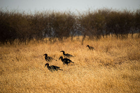 Southern Ground Hornbills on the hunt At first I wasn't too happy with how dark they turned out, but now I'm thinking I like the abstraction.  Africa,Bucorvus leadbeateri,Southern Ground Hornbill,Tanzania,Tarangire,Tarangire National Park