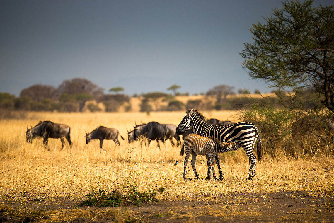Born for Migration A young Zebra drinks from its mother, but must do so quickly as the mixed herd of Wildebeests and Zebras does not wait. Africa,Equus quagga,Plains zebra,Tanzania,Tarangire,Tarangire National Park