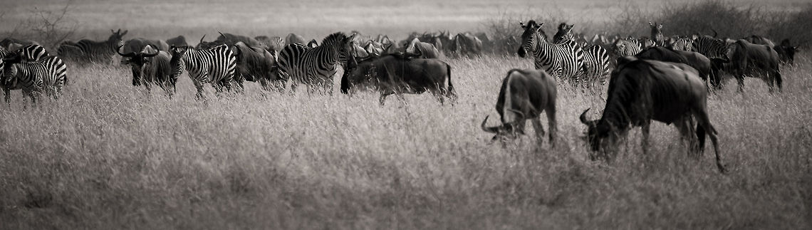 Wildebeests and Zebras in Tarangire, Tanzania  Africa,Blue wildebeest,Connochaetes taurinus,Tanzania,Tarangire,Tarangire National Park