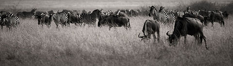 Wildebeests and Zebras in Tarangire, Tanzania  Africa,Blue wildebeest,Connochaetes taurinus,Tanzania,Tarangire,Tarangire National Park
