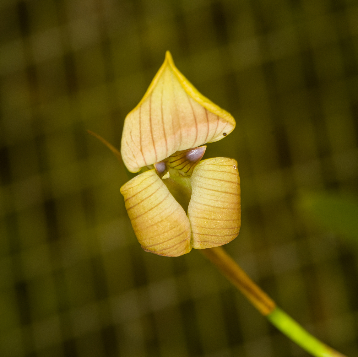 Maxillaria egertoniana, Ba&ntilde;os, Ecuador En route from Finca Heimatlos back to Quito, we made a stop at an orchid facility that grows/sustains both wild orchids as well as commercial cultivated ones. This is an example of a wild one. Ba&ntilde;os,Ecuador,Ecuador 2021,Geotagged,Maxillaria egertoniana,South America,Spring,World