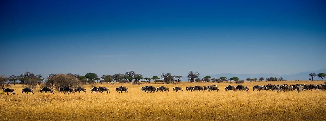 Wildebeests and Zebras on the move in Tarangire, Tanzania This looks like a panorama but really only is a wide crop, the D800 has enough pixels for this :) Africa,Blue wildebeest,Connochaetes taurinus,Tanzania,Tarangire,Tarangire National Park