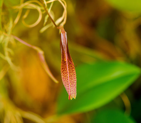 Restrepia guttulata - closeup, Ba&ntilde;os, Ecuador Photographed in an orchid growing facility, not wild. Note that the flower usually looks better, here it is somewhat closed.
https://www.jungledragon.com/image/129717/restrepia_guttulata_baos_ecuador.html Ba&ntilde;os,Ecuador,Ecuador 2021,Geotagged,Restrepia guttulata,South America,Spring,World