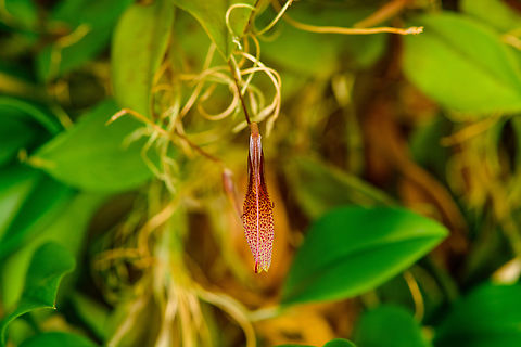 Restrepia guttulata, Baños, Ecuador Photographed in an orchid growing facility, not wild. Note that the flower usually looks better, here it is somewhat closed.
https://www.jungledragon.com/image/129716/restrepia_guttulata_-_closeup_baos_ecuador.html Baños,Ecuador,Ecuador 2021,Geotagged,Restrepia guttulata,South America,Spring,World