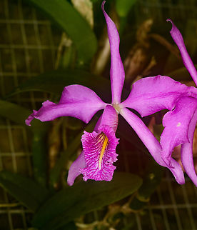 Cattleya maxima, Baños, Ecuador Not an observation in the wild, but this is the way the wild species looks. There's also variants in cultivation. Baños,Cattleya maxima,Ecuador,Ecuador 2021,Geotagged,South America,Spring,World