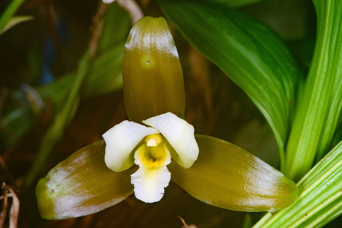 Lycaste macrophylla, Baños, Ecuador Non-wild observation. Ecuador,Ecuador 2021,Geotagged,Lycaste macrophylla,South America,Spring,World