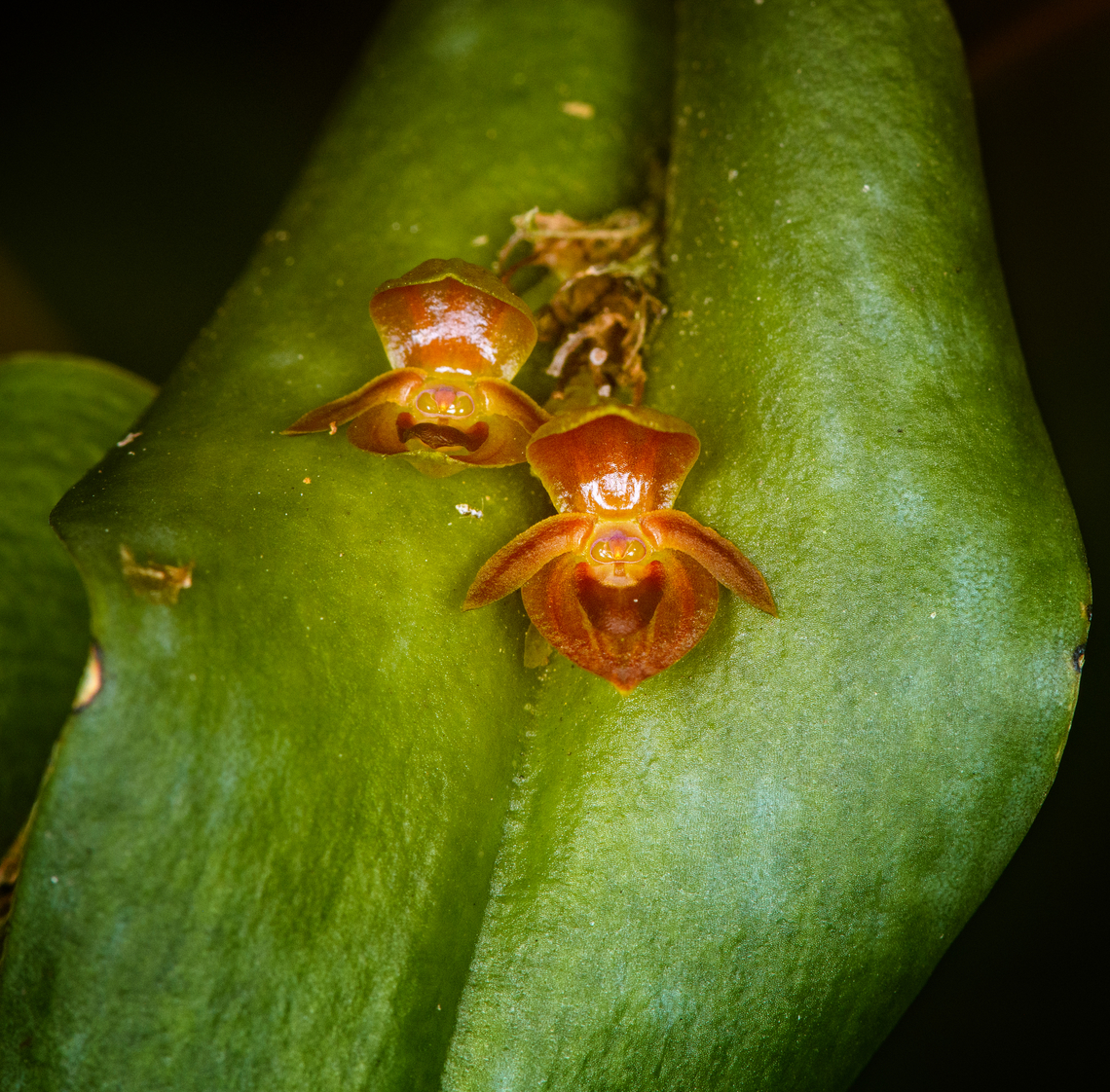 Pleurothallis omoglossa, Baños, Ecuador Non-wild observation. ID by Mark Wilson. Baños,Ecuador,Ecuador 2021,Geotagged,Pleurothallis omoglossa,South America,Spring,World