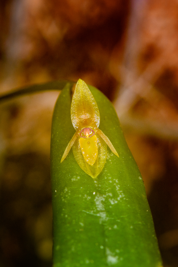Pleurothallis cf. discoidea, Ba&ntilde;os, Ecuador ID by Mark Wilson but tentative, Pleurothallis discoidea is the closest possible match based on literature, but this one is not fully confirmed. Ba&ntilde;os,Ecuador,Ecuador 2021,Geotagged,Pleurothallis discoidea,South America,Spring,World