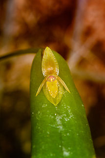 Pleurothallis discoidea