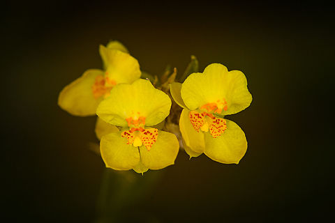 Oncidiinae, Baños, Ecuador ID guidance by Mark Wilson: Oncidiinae, maybe Lockhartia. Baños,Ecuador,Ecuador 2021,Geotagged,South America,Spring,World