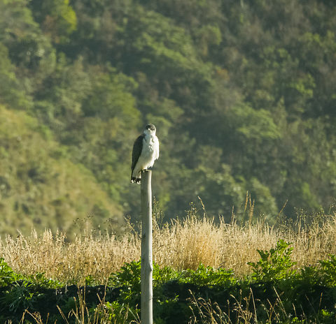 Variable hawk, Antisana Ecological Reserve, Ecuador A fuzzy photo, wasn't really ready with my gear when this bird appeared.

A change of scenery for this day where we visited a high altitude location: Antisana Ecological Reserve. This photo was taken at elevation 3,543m ASL.

In my Ecuador birds app, this species is known as the "Red-backed Hawk". Even this the illustrations shows its very variable indeed, with the white morph being common. Antisana Ecological Reserve,Ecuador,Ecuador 2021,Geotagged,Geranoaetus polyosoma,Páramo,South America,Spring,Variable hawk,World