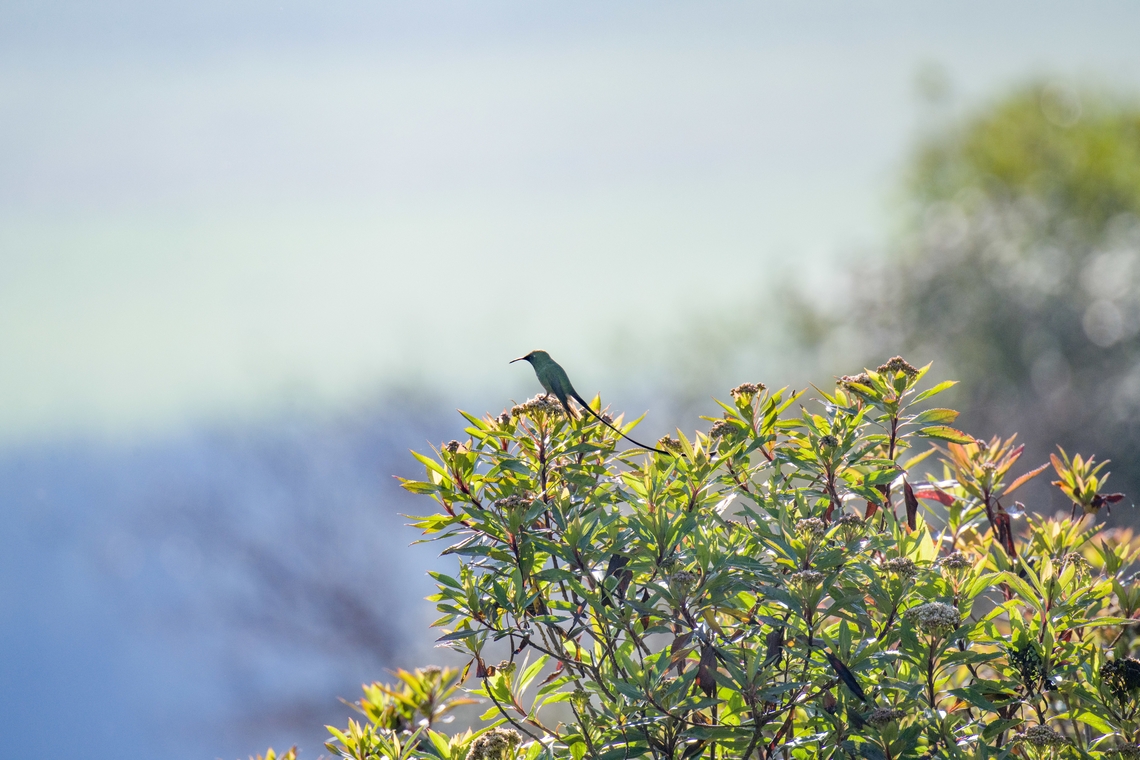 Black-tailed trainbearer, Antisana Ecological Reserve, Ecuador The male with its characteristic long tail, perched. Antisana Ecological Reserve,Black-tailed trainbearer,Ecuador,Ecuador 2021,Geotagged,Lesbia victoriae,P&aacute;ramo,South America,Spring,World
