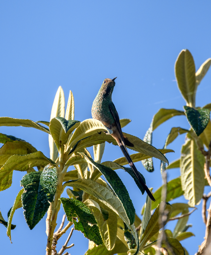 Black-tailed trainbearer - closeup, Antisana Ecological Reserve, Ecuador This might be a female or an immature male, but not entirely sure. Antisana Ecological Reserve,Black-tailed trainbearer,Ecuador,Ecuador 2021,Geotagged,Lesbia victoriae,P&aacute;ramo,South America,Spring,World